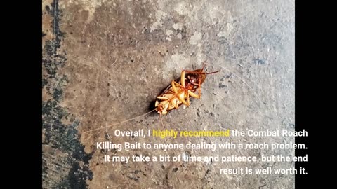Buyer reviews : Combat Roach Killing Bait, Roach Bait Station For Large Roaches, Kills The Nest
