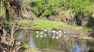 Woodstorks and Ibis