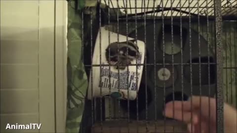 SUGAR GLIDERS Flying - Funny & Cute Compilation