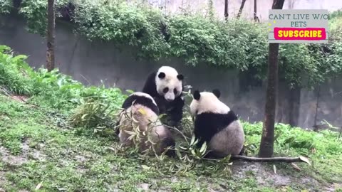 Panda Teamwork - Aww Cute Panda - Funniest Animals Compilation