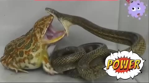 🐸 #frog vs 🐍 #snake #fight #reptiles