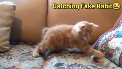 Funny Cat🐱 Catching Fake Rabit 🤣 || funny animals - Dogs & cat