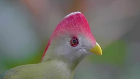 The Rufous-crested turaco is the only bird whose coloration includes true red and green.