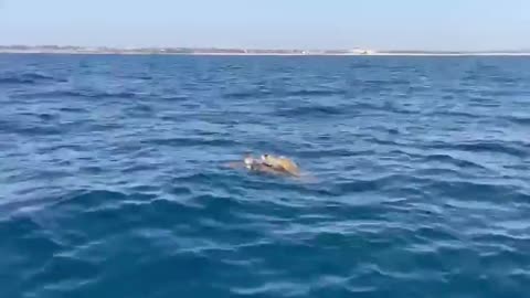 Sea turtles mating