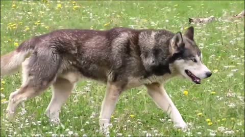 Top 5 Facts About Owning Siberian Husky