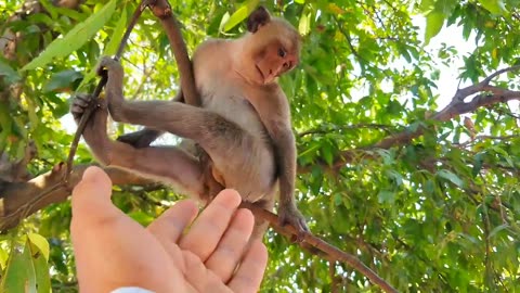 New Funny Videos 2023😂 Cutest animals Doing Funny Things(monkey)