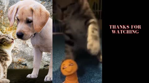 Try Not To Laugh - Funny Cats And Dog Reactions 😹