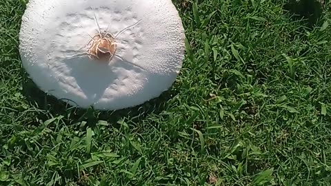 Rainy day mushroom pillow