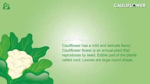 CAULIFLOWER PLANT