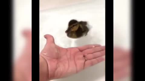 Ducklings play in the water, the father duck amused.