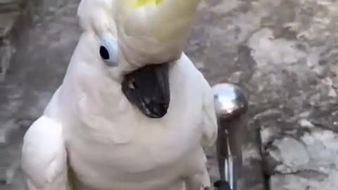 OMG! This parrot can talk, Do you believe?