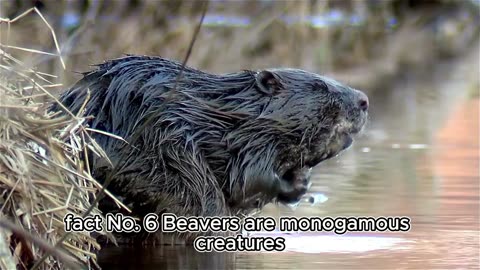 Unveiling the Hidden Secrets of Beavers: 6 Fascinating Facts