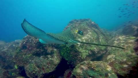 Scuba divers tucked into crevices encounter incredible wildlife