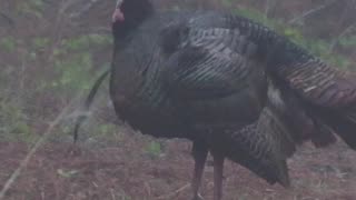 Turkey hunting