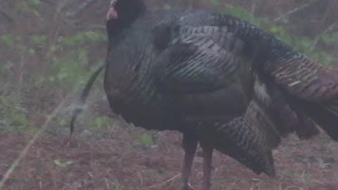 Turkey hunting