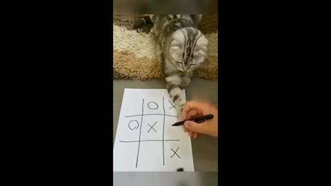 cat play tic tac toe funny