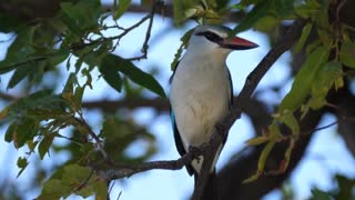 natural bird sounds - the relaxing sounds of nature