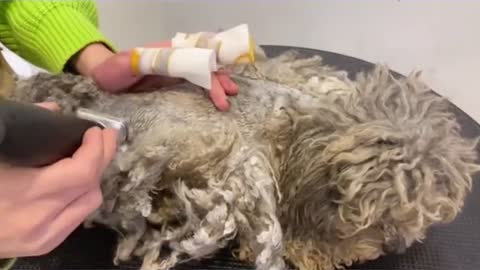 Matted Poodle Puppy Grooming _ Puppy Grooming _ Dog Grooming