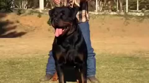 Rottweiler Dog looking very dangerous |Looking like he will catch someone.