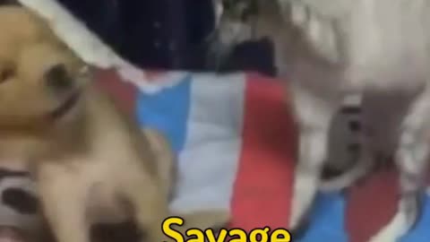 Savage cats