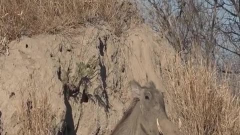 Leopard Waiting For A Warthog