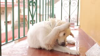 Golden Retriever Puppy Bailey Reaction to Seeing Rain for the very First Time