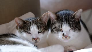 Tabby Cats