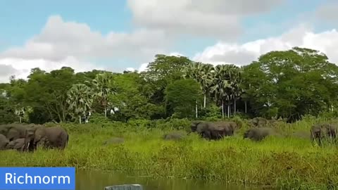 Baby Elephant saved from hungry Crocodiles!