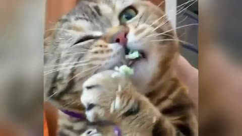 Clumsy Cat Eating