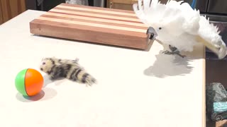Cockatoo Doesn't Like Toy Weasel