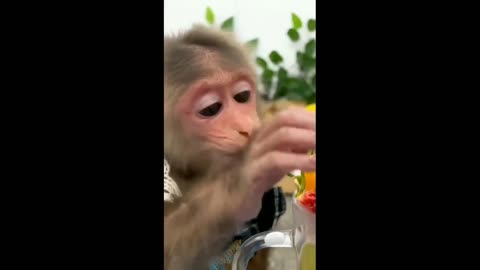 Monkey Baby Funny videos