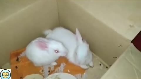 -Animal-Funny-Video-Cute-Rabbit-2022