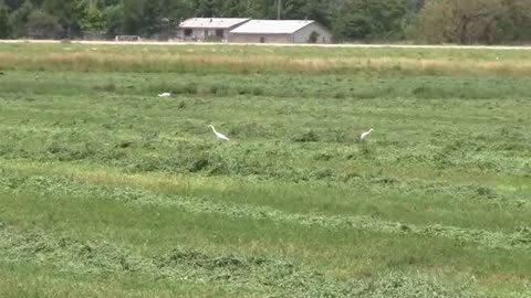 Cattle Egrets Eating Insects in a Freshly Cut Alfalfa Field
