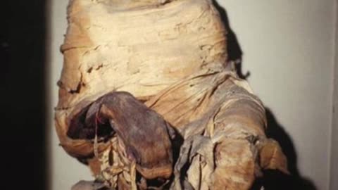 The 10 Most Incredible Animal Mummies from Egypt Part 2