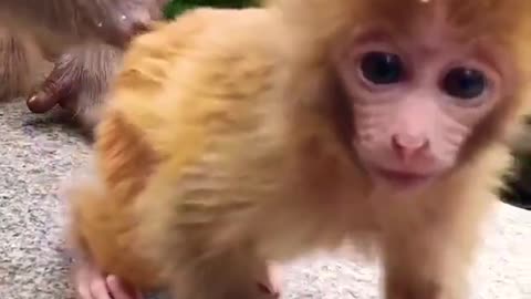 Cute monkey king, monkey child video #monkey