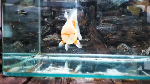 The most beautiful Oranda Goldfish-1