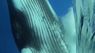 Stunning or terrifying: Being near to a whale 🐋 😜