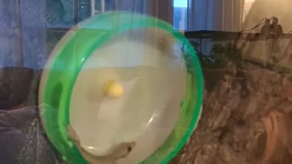 Flying Gecko Playing on Hamster Wheel