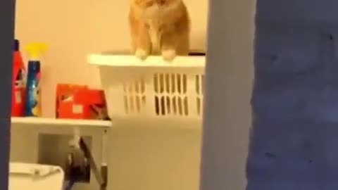 Cat Jump Fail