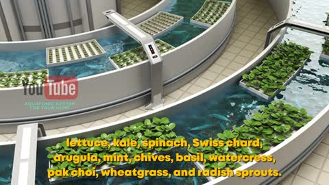 The Best Plants to Grow in an Aquaponics System | Home Aquaponic System