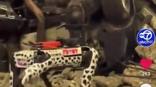 Robo dalmatian