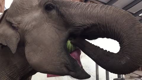 Elephant vs. Watermelon