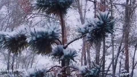 Great views of the snow-capped mountains