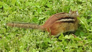 2024 06 11 chipmunk