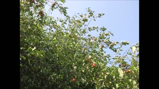 The Rhythm Of Apples Apple Tree Sept 2022