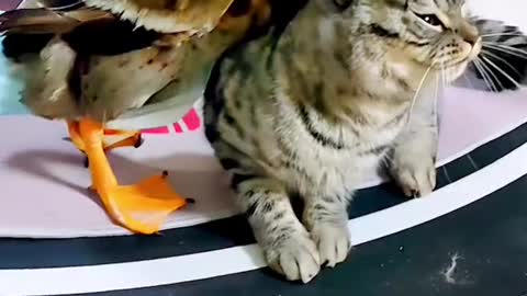 EPIC BATTLE BETWEEN DUCK AND CAT!