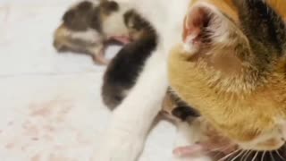 10 minutes after birth kittens meow loudly.