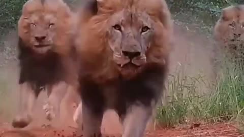 Angry lions