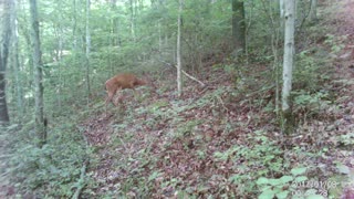 The fawns have arrived!
