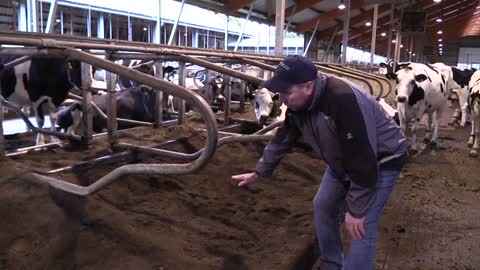 Dairy Farm in Northern Germany with 650 cows and Bedding Master by Mavasol